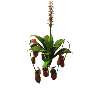 Flower Nepenthes attenboroughii1_1